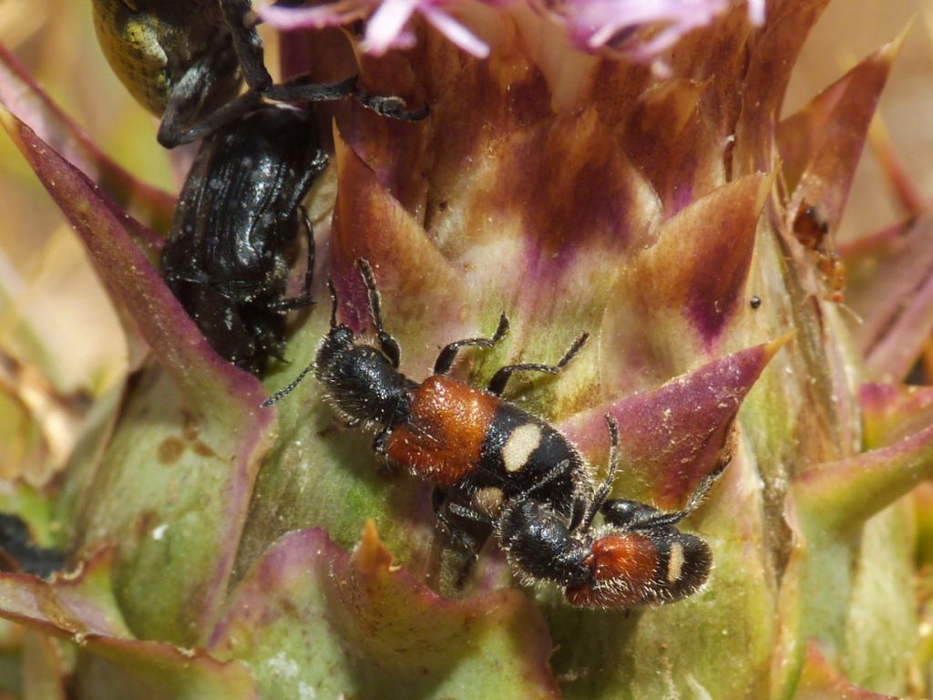 Cleridae: Tilloidea trasversalis, accoppiamento e predazione di Zonitis immaculata